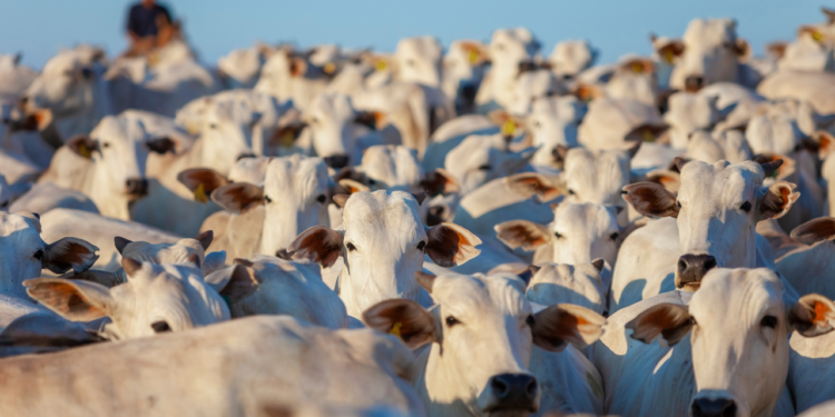 Escalas de abate alongadas, baixo escoamento de carne nas prateleiras e piora na relação de troca