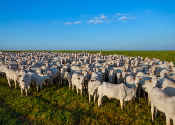 Retomada da baixa dos preços do gado 