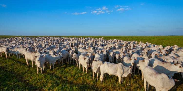 Retomada da baixa dos preços do gado 