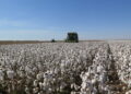 Algodão brasileiro é líder em produção certificada