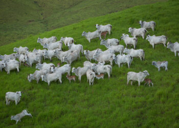 Horizonte complicado