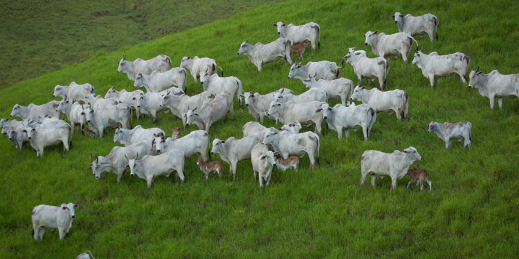 Horizonte complicado