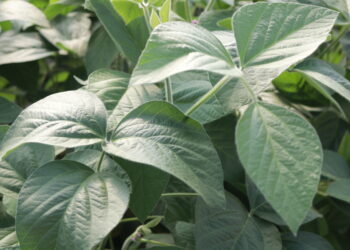 Vitórias das conhecidas e boas práticas agrícolas