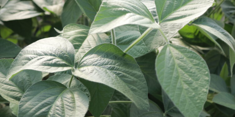 Vitórias das conhecidas e boas práticas agrícolas