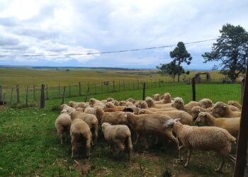 Fim da PDOA: A quem interessa a desorganização?