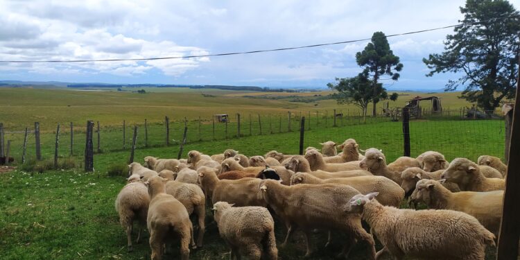 Fim da PDOA: A quem interessa a desorganização?