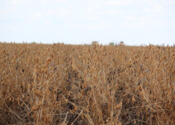 Os horizontes para soja e milho em 2023/24