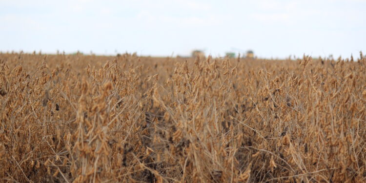 Os horizontes para soja e milho em 2023/24