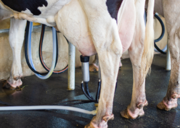 Em plena entressafra de capim, preço pago recua