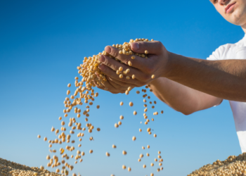 O melhor do Brasil tem endereço: o campo