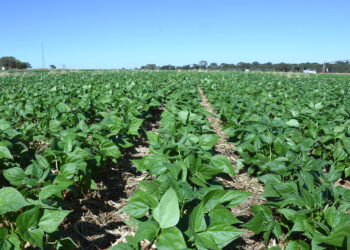 Preço em alta, mas consumo em baixa