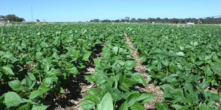 Preço em alta, mas consumo em baixa