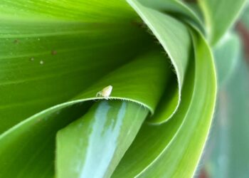 Manejo biológico no combate à cigarrinha-do-milho
