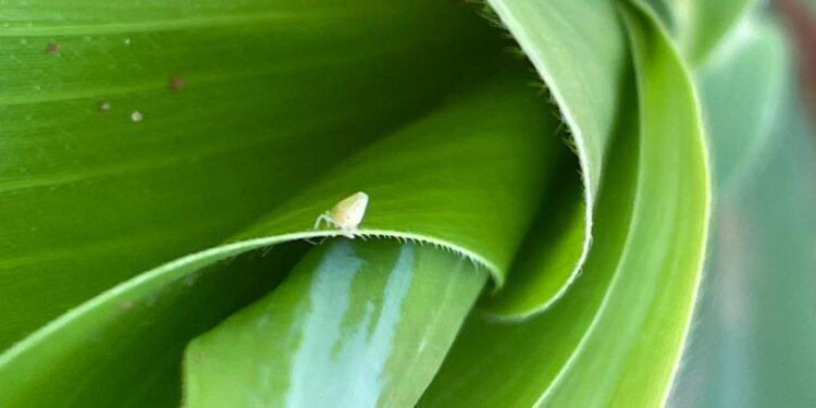 Manejo biológico no combate à cigarrinha-do-milho
