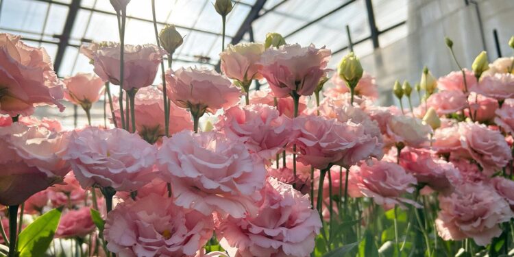 Recuperação exuberante