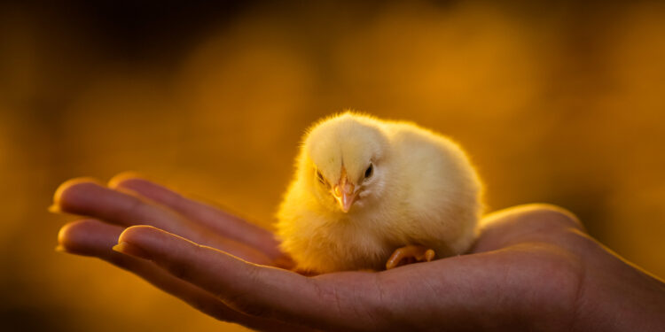 Proteção como prioridade