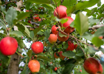 Em busca do US$ 1 bilhão
