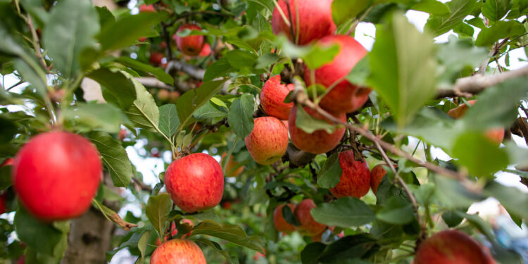Em busca do US$ 1 bilhão