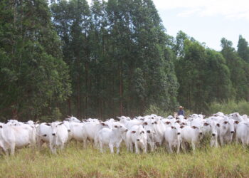 Touros ou inseminação artificial: Como sair da dúvida?