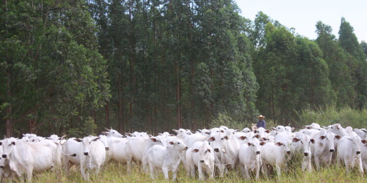 Touros ou inseminação artificial: Como sair da dúvida?