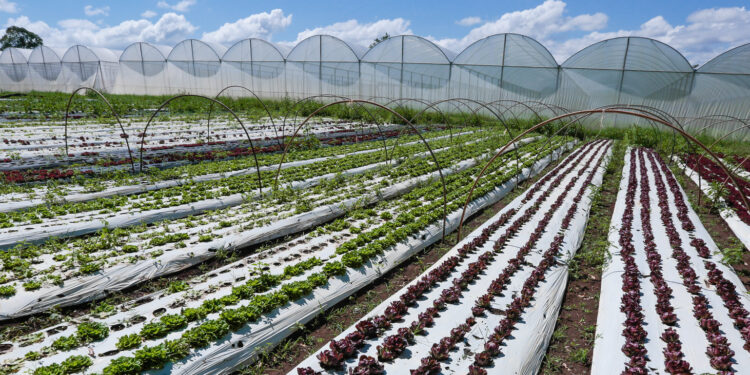 O saudável é o clima bom