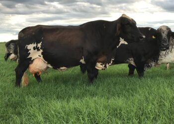 Vaca do futuro já existe!