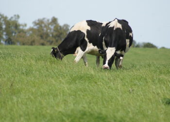 Sem apoio, vai azedar mais