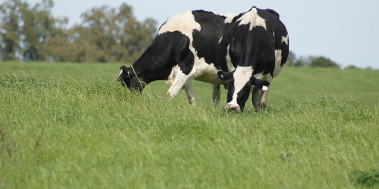 Sem apoio, vai azedar mais