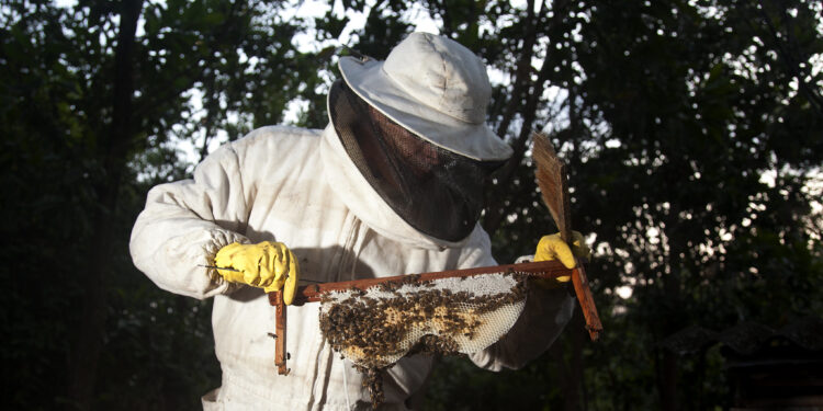 Qualidade não falta