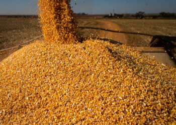 Falta preço, ânimo e até silo