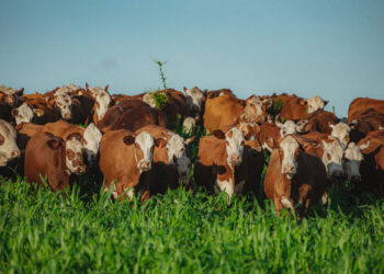 Registros de animais das raças Hereford e Braford crescem 39% no semestre