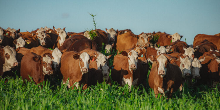 Registros de animais das raças Hereford e Braford crescem 39% no semestre