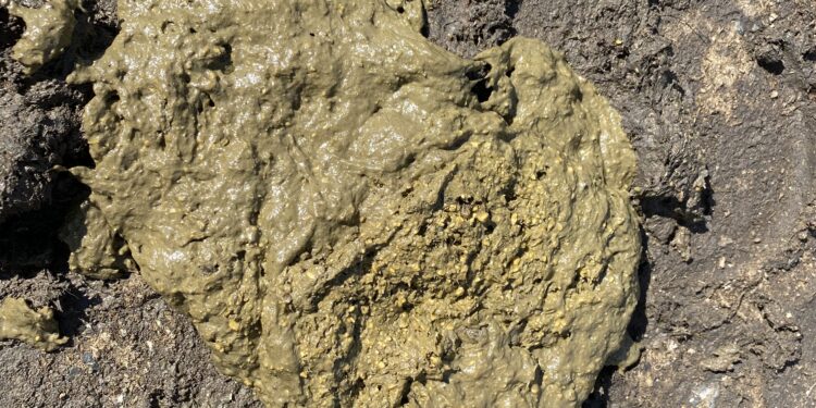 Aspectos nutricionais e de manejo na rotina do confinamento