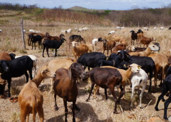 Hora de mirar as oportunidades