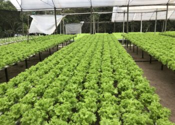 A diversidade da produção agropecuária do MT