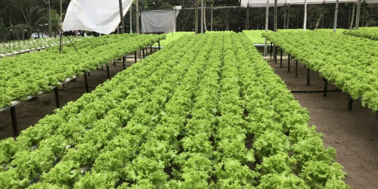 A diversidade da produção agropecuária do MT