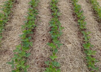 Tratamento de sementes: etapa essencial da proteção