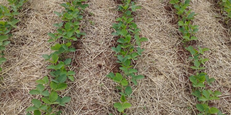 Tratamento de sementes: etapa essencial da proteção