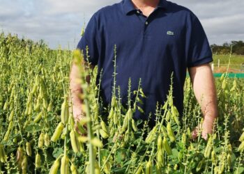 Crotalária IAC 201 CS: elevada massa verde e eficaz contra nematoides