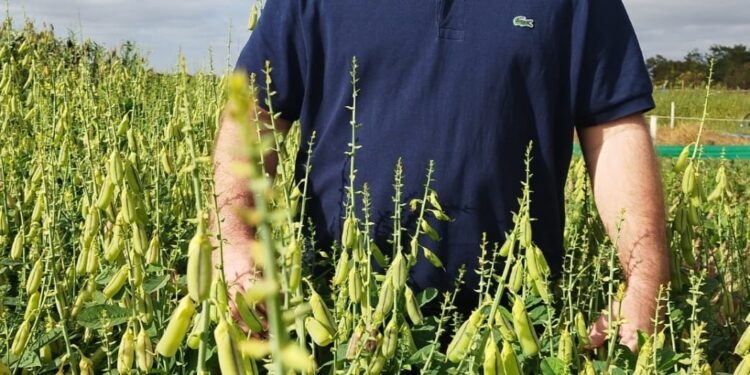 Crotalária IAC 201 CS: elevada massa verde e eficaz contra nematoides