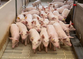 Mais consumo e mais mercados