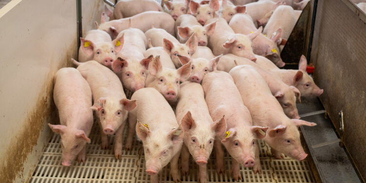 Mais consumo e mais mercados