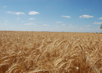 As cotações murcharam