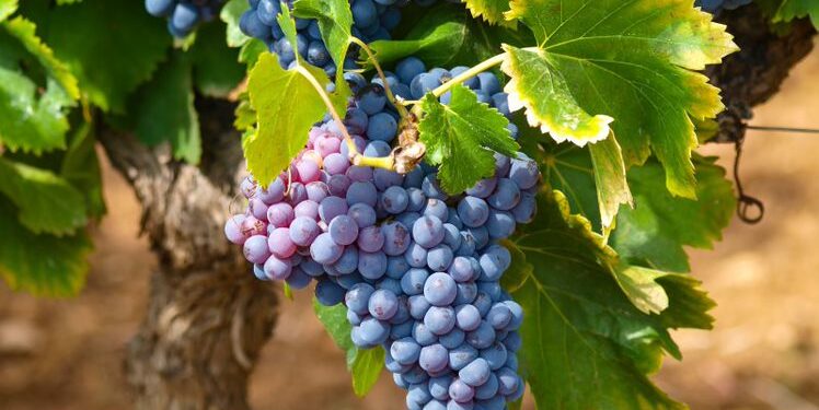 Os desafios ainda são encorpados