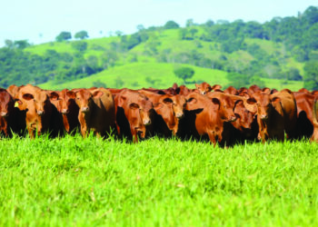 CRUZAMENTO VIVE NOVO MOMENTO NA PECUÁRIA TROPICAL