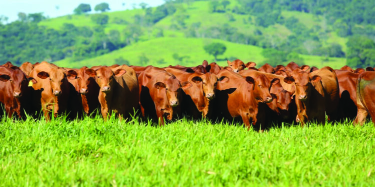 CRUZAMENTO VIVE NOVO MOMENTO NA PECUÁRIA TROPICAL