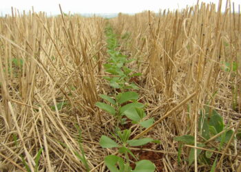 O que é a agricultura regenerativa?