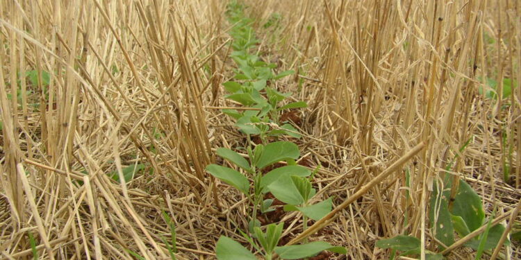 O que é a agricultura regenerativa?
