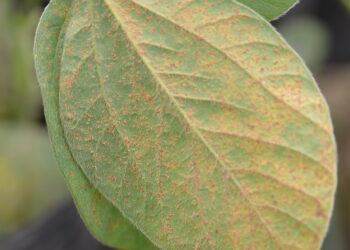 Ciência e conhecimento a serviço do manejo integrado de doenças