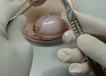 Inovação na reprodução